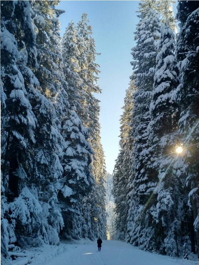 Packwood Ski & Vacation Getaway Exterior foto